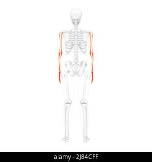 Skelettarme menschliche Rückenansicht mit teilweise transparenter Knochenposition. Anatomisch korrekte Hände, Unterarme realistisch flach 3D natürliche Farbkonzept Vektor-Darstellung der isoliert auf weißem Hintergrund Stock Vektor