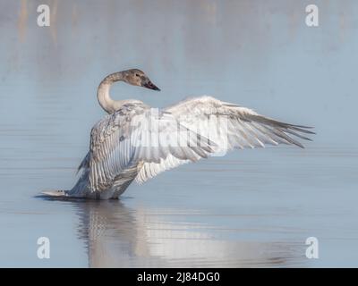 Trompeter Swan Cygnet in Alaska Stockfoto