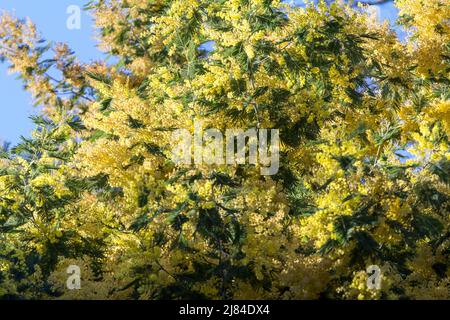Bild der gelben Mimose oder Akazie delabata, auf einem Baum mit einer Nahaufnahme. Acacia dealbata, die silberne Wattle, blaue Wattle oder Mimosa, ist eine Art von Flo Stockfoto