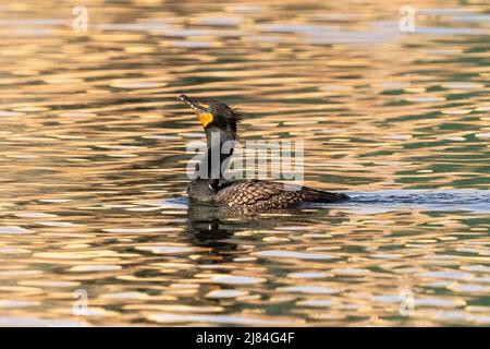 Ein Kormoran mit Doppelcremen und fliessenden Kopffedern während der Brutzeit in einem Gold- und grün gemusterten See. Stockfoto