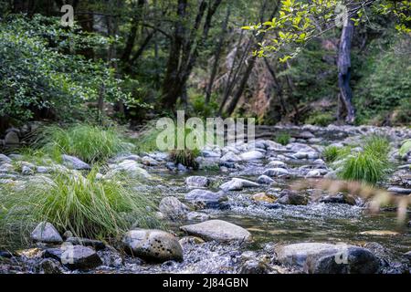 Der Big Sur River, ein National Wild and Scenic River. Am frühen Morgen im Mai. Stockfoto