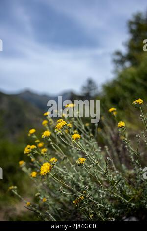 Golden Yarrow entlang des Pine Ridge Trail in Big Sur CA Stockfoto