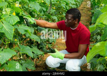 afroamerikaner ernten Gurken Stockfoto