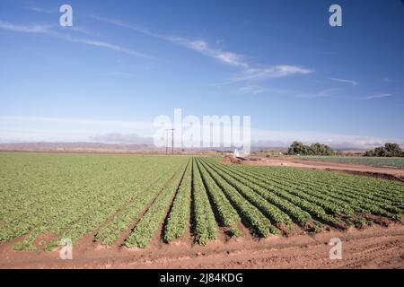 Gemüsepflanzen werden in geraden Reihen angebaut, sodass sie mit Hochwasser bewässert werden können. Im Westen. Yuma, Arizona Stockfoto