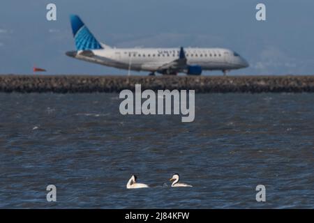 Ein Paar Westtaucher (Aechmophorus occidentalis) im Küstenhabitat in der Nähe des Flughafens von San Francisco - ein Flugzeug fährt hinterher. Stockfoto