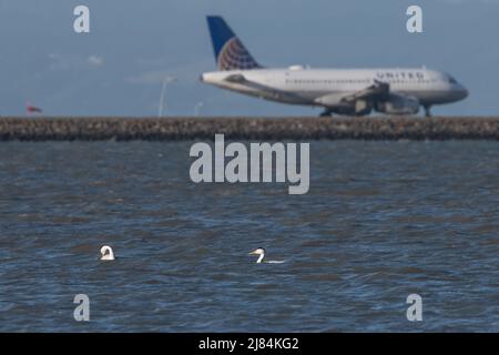 Ein Paar Westtaucher (Aechmophorus occidentalis) im Küstenhabitat in der Nähe des Flughafens von San Francisco - ein Flugzeug fährt hinterher. Stockfoto