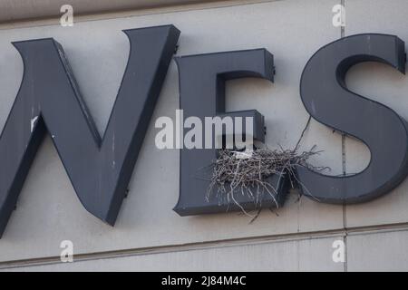 Ein städtischer Rabe (Corvus corax) brütet an der Seite eines Hotelgebäudes in San Francisco, Kalifornien, USA. Stockfoto