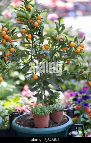 Zitrusbäume mit Früchten im Topf und Blumen zum Verkauf im Gartenladen. Blumengeschäft im Freien. Stockfoto