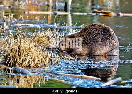 Ein ausgewachsener Biber (Castor canadensis), der sich in seinem Biberteich-Habitat im ländlichen Alberta, Kanada, von einer Baumrinde ernährt. Stockfoto