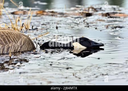 Eine kanadische Gans (Branta canadensis), die versucht, sich in einem sumpfigen Gebiet im ländlichen Alberta Kanada zu verstecken Stockfoto