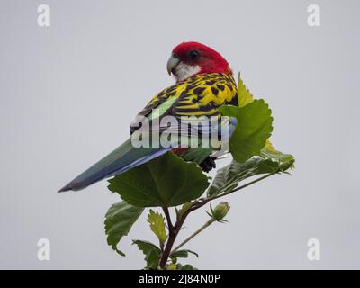 Östliche Rosella, Vogel, in einigen grünen Hibiskusblättern, australische einheimische Vögel in einem Hinterhof Stockfoto
