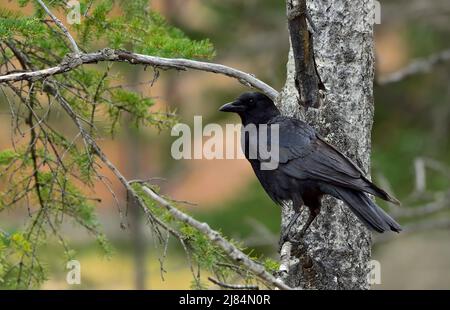 Ein schwarzer Rabe (Corvus corax), der auf einem Baumzweig im ländlichen Alberta, Kanada, thront Stockfoto