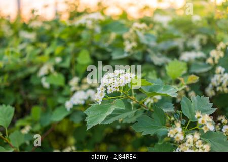 Blühende Weißdornsträucher im Frühling. Zarte weiße Blüten auf einem Ast mit saftig grünen Blättern aus der Nähe. Crataegus, allgemein Weißdorn genannt, quickth Stockfoto