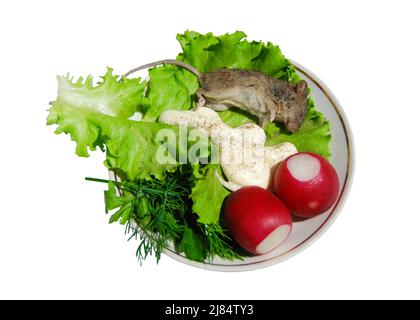 Tote Maus auf einer Porzellanschale mit Radieschen, Dill, Salat und Sauce. Isoliert auf Weiß Stockfoto