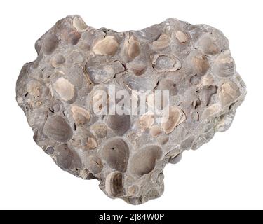 Konkretion mit versteinerten Muscheln Familie Donax (zweiventilige). Isoliert auf Weiß Stockfoto