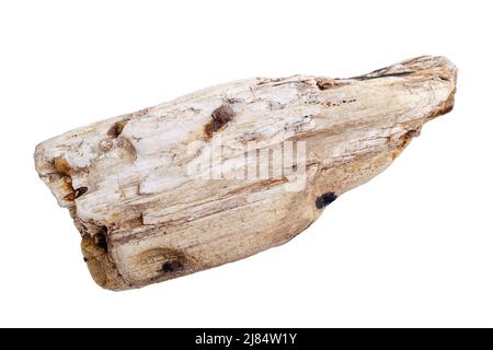 Versteinertes Holz. Isoliert auf Weiß Stockfoto
