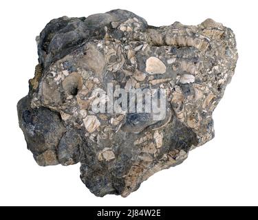 Konkretion mit versteinerten Muscheln der Familie Turritelidae und Donax (zweiventilige). Isoliert auf Weiß Stockfoto