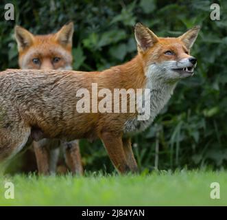 Ein wildes Rotfuchs-Paar (Vulpes vulpes) am Rande des Unterwuchses, Warwickshire Stockfoto