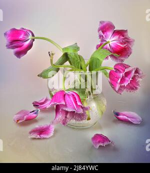 Bouquet von verwelkten Tulpen in einem Glas auf weißem Hintergrund Stockfoto