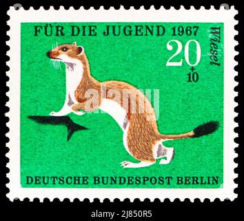 MOSKAU, RUSSLAND - 10. APRIL 2022: Briefmarke gedruckt in Deutschland, Berlin, zeigt stoat (Mustela erminea), Jugend: Pelztierserie, um 1967 Stockfoto