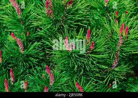 Dekorative Kiefer mit langen grünen Nadeln und jungen Zapfen. Stockfoto