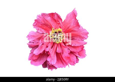 Dunkelrote Pfingstrosenblüte mit mehreren Blütenreihen und hellgelben Staubblättern, isoliert auf weiß Stockfoto
