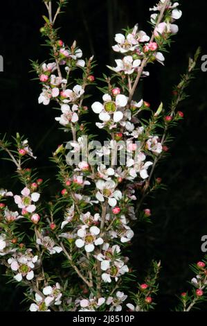 Der stachelige Teebaum (Leptospermum Continentale) macht immer ein hübsches Foto - und das ist wirklich üblich. Gefunden im Churchill National Park in Victoria. Stockfoto