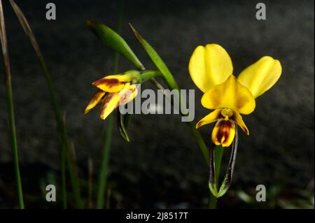Viele Leute verwechseln diese hübschen kleinen Leoparden-Orchideen (Diuris Pardina) mit Eselorchideen, die größer sind, mit weniger braunen Markierungen. Stockfoto