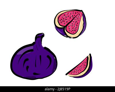 Saftige Feige: Tropische und gesunde Frucht. Violette Feige: Ganze, halbe und Viertelfrucht. Vektor, Illustration. Stock Vektor
