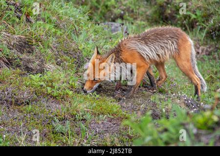 Hungriger Rotfuchs, der auf dem Gras mit weißen Blumen auf der Suche nach Nahrung geht. Der Fuchs jagt. Wilde Tiere in der Natur. Das Konzept des Schutzes von wildem A Stockfoto