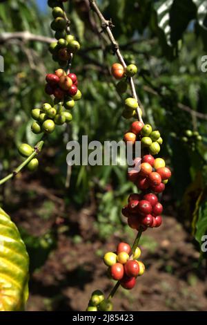 Kaffeekirschen auf einer Farm im Dorf Tegur Wangi, Pagar Alam, Süd-Sumatra, Indonesien. Stockfoto