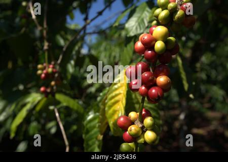 Kaffeekirschen auf einer Farm im Dorf Tegur Wangi, Pagar Alam, Süd-Sumatra, Indonesien. Stockfoto