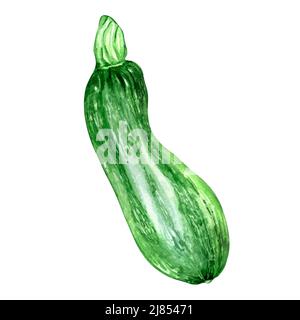 Grüne Squash Aquarell-Illustration auf weiß. Grünes Gemüse, ganze Zucchini, Kürbis, Zucchini handbemalt für Design-Menü, Verpackung, Ingre Stockfoto