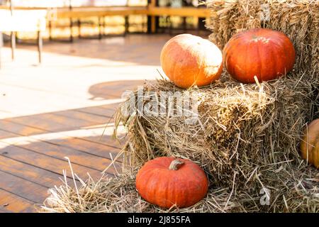 Verschiedene Sorten von Kürbissen und Kürbissen auf Stroh. Buntes Gemüse Draufsicht. Stockfoto