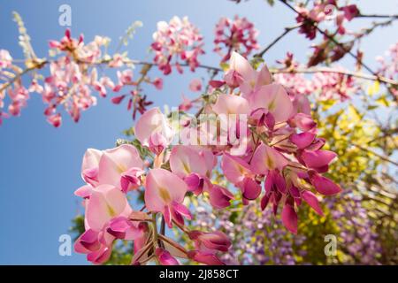 Japanische Wisteria 'Rosea' blüht unter blauem Himmel in Antibes an der französischen riviera Stockfoto