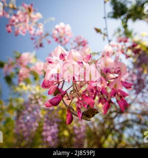 Japanische Wisteria 'Rosea' blüht unter blauem Himmel in Antibes an der französischen riviera Stockfoto