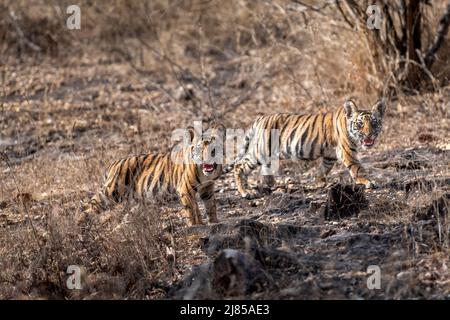 Zwei sehr kleine wilde Tiger-Jungen mit wütender Gesichtsausdruck und zeigen Aggression für Reisende und Touristen weg in Safari in bandhavgarh indien zu bleiben Stockfoto