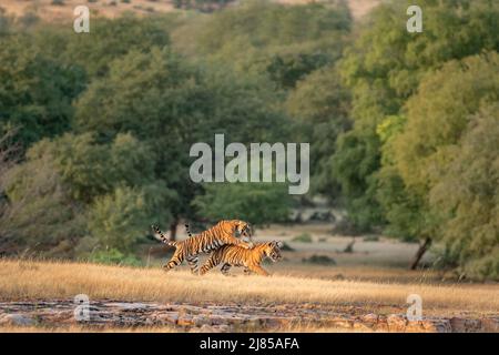 Zwei kleine, wild verspielte Tiger-Jungen, die miteinander spielen oder kämpfen und die Fähigkeiten erlernen, im Wald bei einer Safari im ranthambore Nationalpark zu überleben Stockfoto