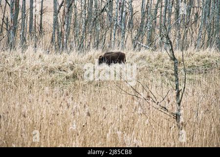 Wildschwein im nationalpark darss auf der Halbinsel Zingst. Freiwildlebende Säugetiersuche. Tieraufnahme während einer Wanderung Stockfoto