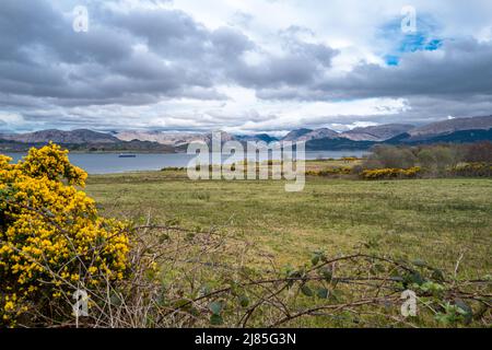 Loch Creran bei Oban Argyll mit leuchtend gelbem Ginsterbusch im Vordergrund Stockfoto