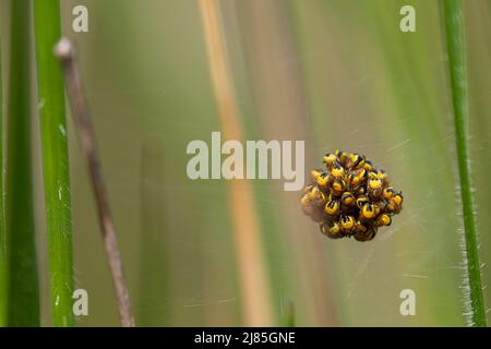 Spinnen der Art araneus diadematus im Netz. Viele schwarze und gelbe Babys. Makrofotografie. Horizontaler und Kopierbereich. Natur Stockfoto