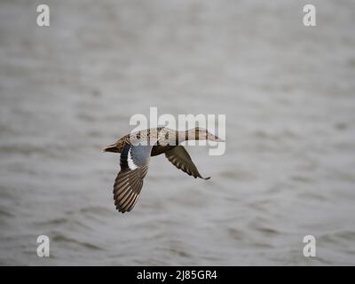 Nördliche Schaufelmaschine, Spatula clypeata, alleineres Weibchen im Flug, Yorkshire, April 2022 Stockfoto