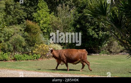 Junge braune und weiße Kuh, die im privaten Garten von Queensland, Australien, über einen Rasen läuft. Entkam von der lokalen Farm, nur zu Besuch. Stockfoto