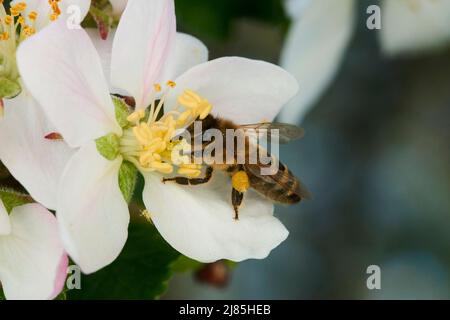 Bienen bestäuben Apfelblüten. Eine Biene, die Pollen und Nektar aus einer Apfelbaumblume sammelt. Makroaufnahme mit selektivem Fokus Stockfoto