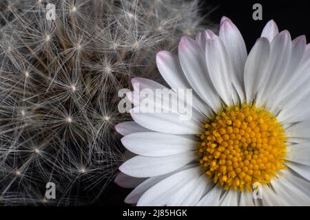 Dandelion und Kamille nebeneinander mit schwarzem Hintergrund in Nahaufnahme Stockfoto