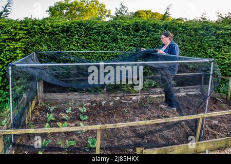 Frau, die einen Gitterkäfig über dem Blumenkohlbett und Kohl baute. Schutz vor weißen Raupen mit Kohl. Stockfoto