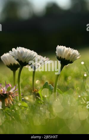 Frühlingswiese mit Gänseblümchen. Am frühen Morgen war es tau. Gänseblümchen blüht mit dem Tau Tropfen im Morgenlicht. Low-Angle-Ansicht. Daisy Field. Stockfoto