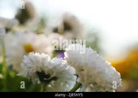 Frühlingswiese mit Gänseblümchen. Am frühen Morgen war es tau. Gänseblümchen blüht mit dem Tau Tropfen im Morgenlicht. Low-Angle-Ansicht. Daisy Field. Stockfoto