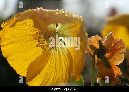 Zarte gelbe Mohnblume mit Wassertropfen im Morgenlicht. Nahaufnahme. Poppy Flower Blütenblätter gegen das Licht. Low-Angle-Ansicht. Poppy Flower Peta Stockfoto