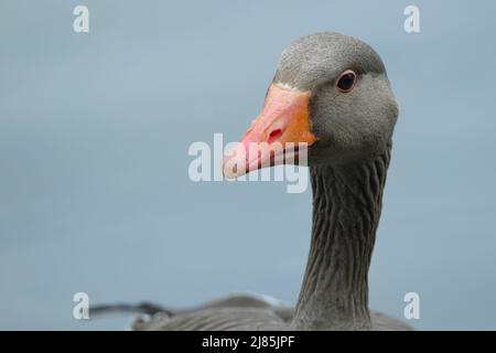 Graugans Anser anser graubraunes Gefieder auf Rücken und Bauch weiß Stern dunkel wellige Federrücken am langen Hals und orange gelber Schnabel Stockfoto